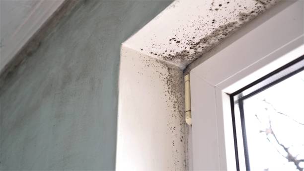 Professional Mold Remediation in Macopin, NJ